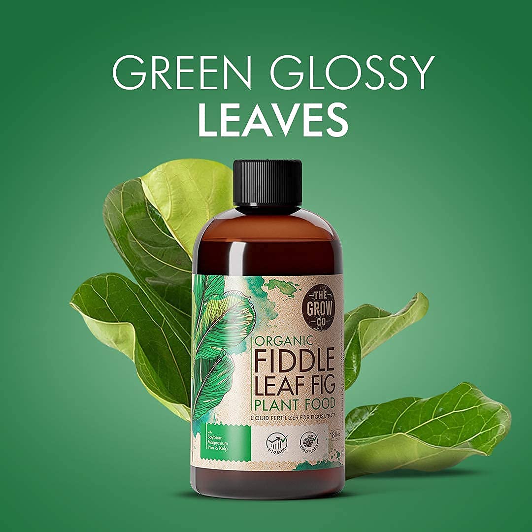 fiddle leaf fig insecticide Organic Fiddle Leaf Fig Plant Food Liquid by The Grow Co