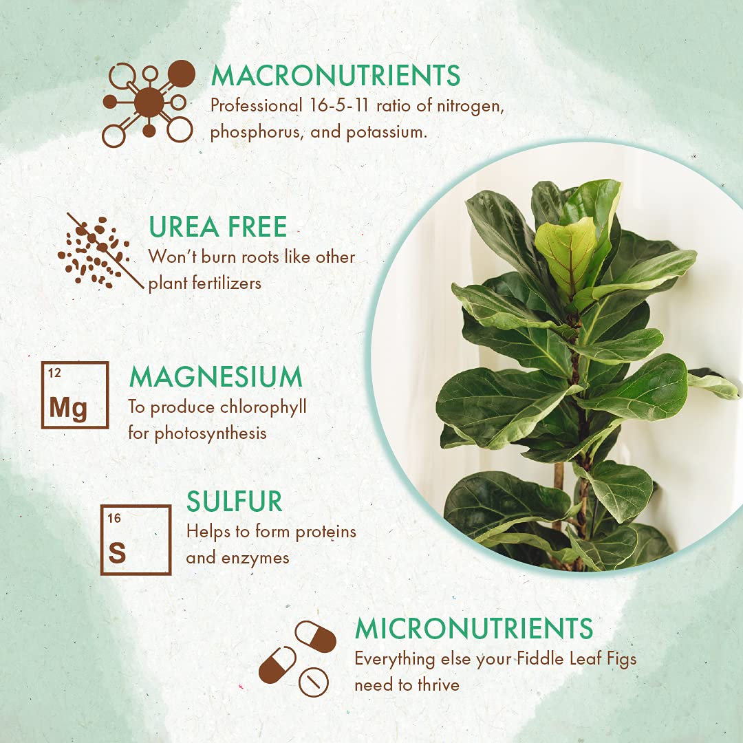 leaf plant fertilizer Slow Release Fiddle Leaf Fig Plant Food – The Grow Co