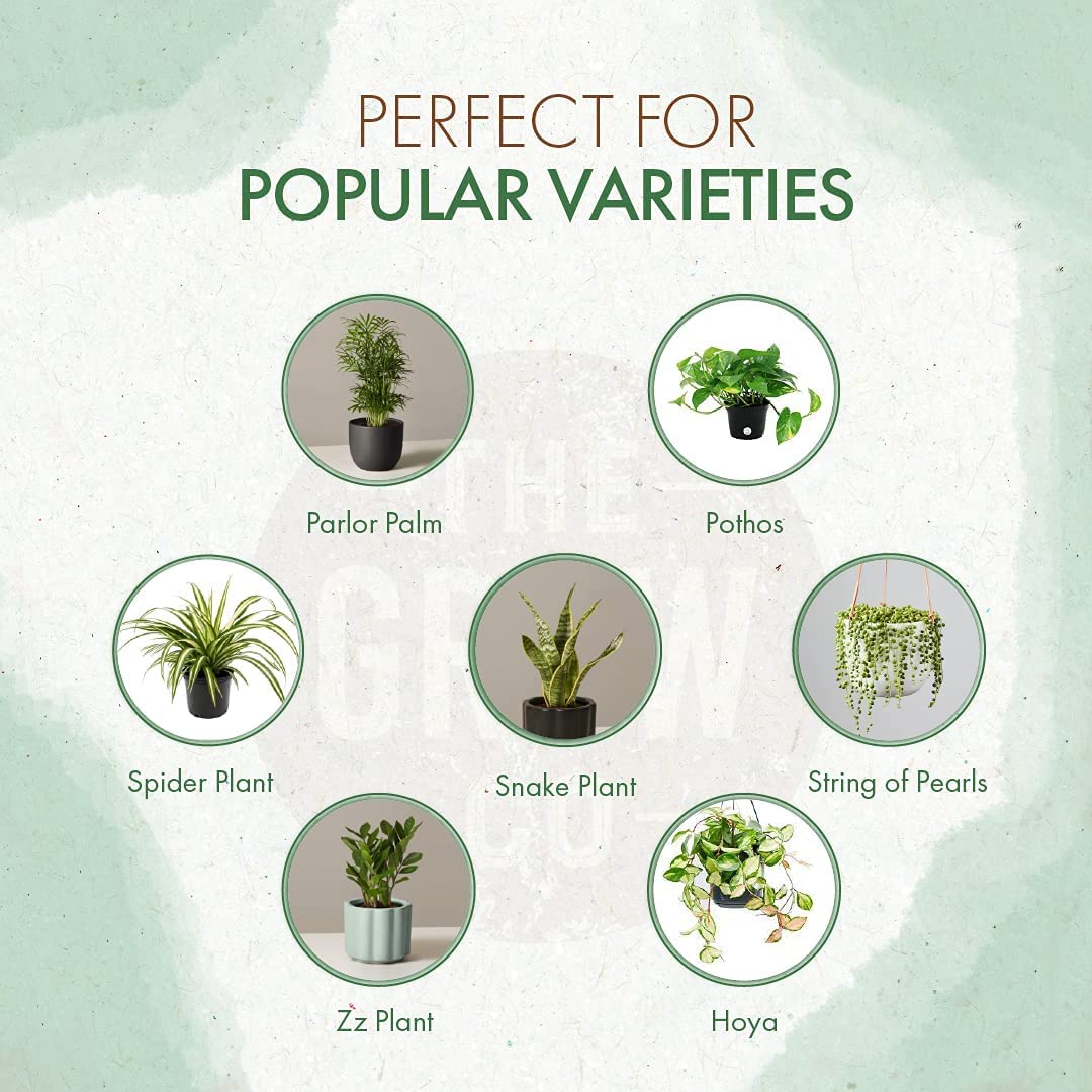 indoor plant complete food Slow Release Indoor Plant Food – The Grow Co