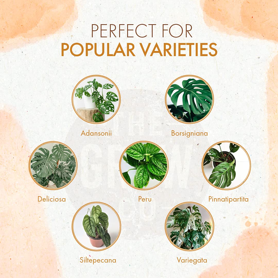 Organic Monstera Plant Food – The Grow Co