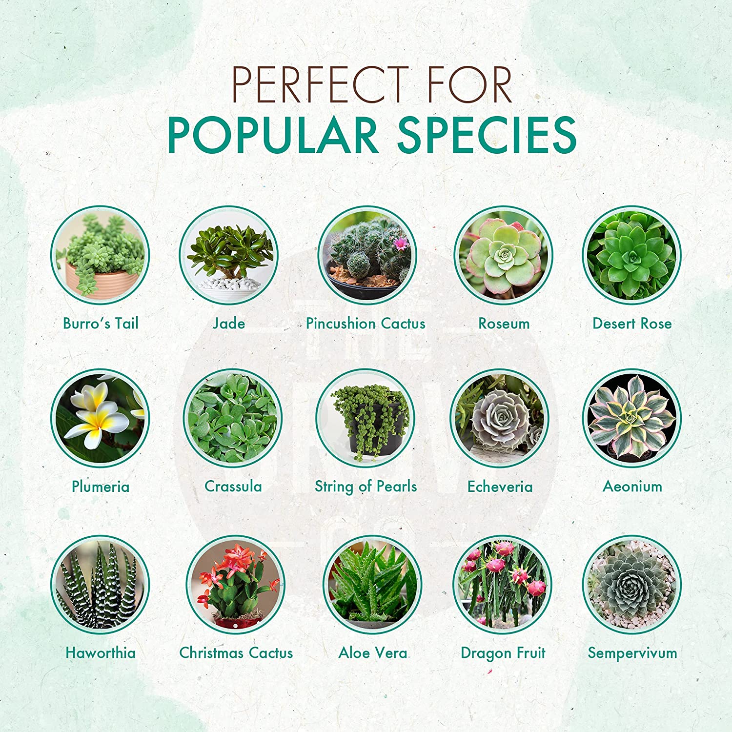 cacti and succulent food Organic Succulent & Cactus Food – The Grow Co