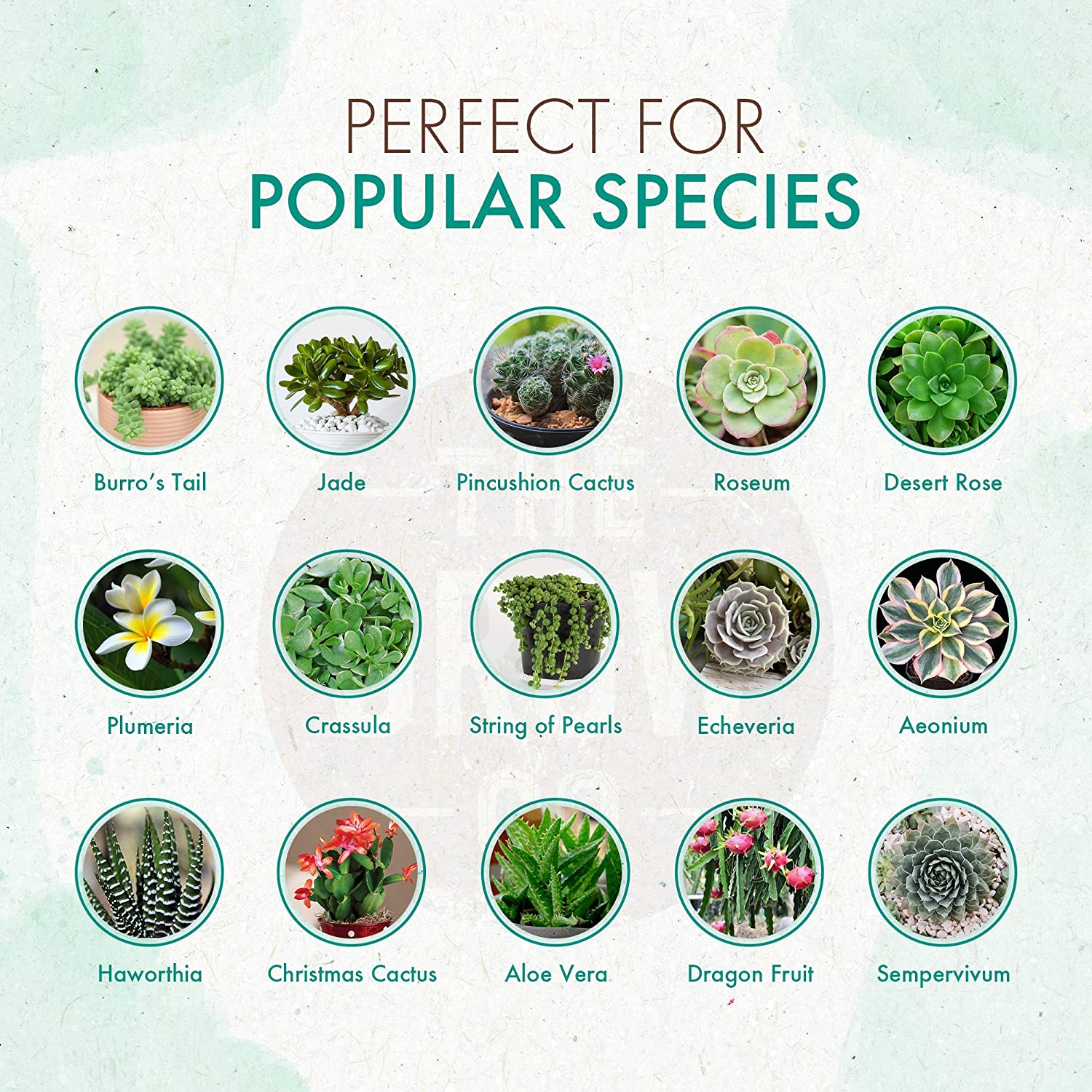 Slow Release Succulent & Cactus Food