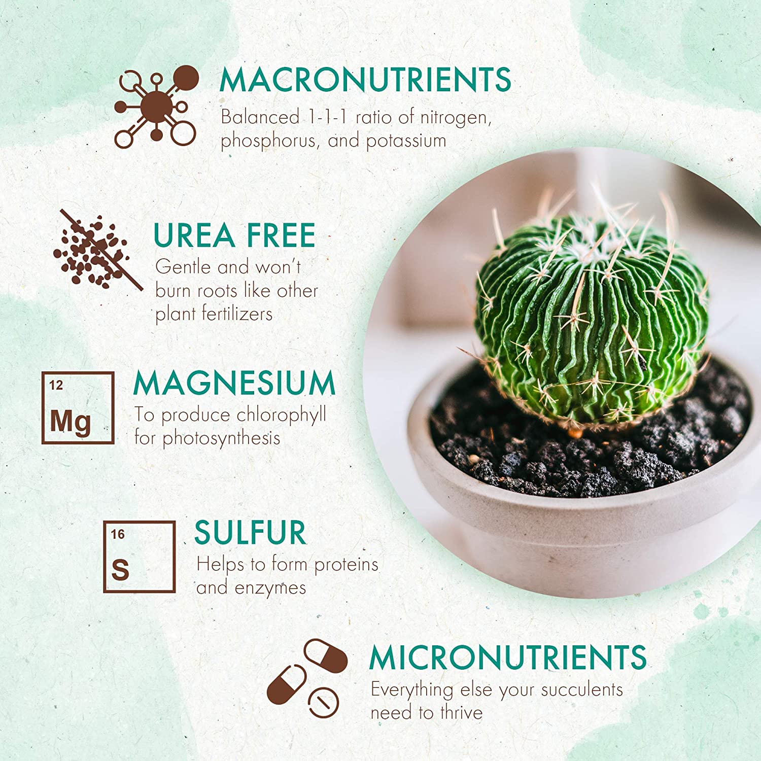 Slow Release Succulent & Cactus Food – The Grow Co